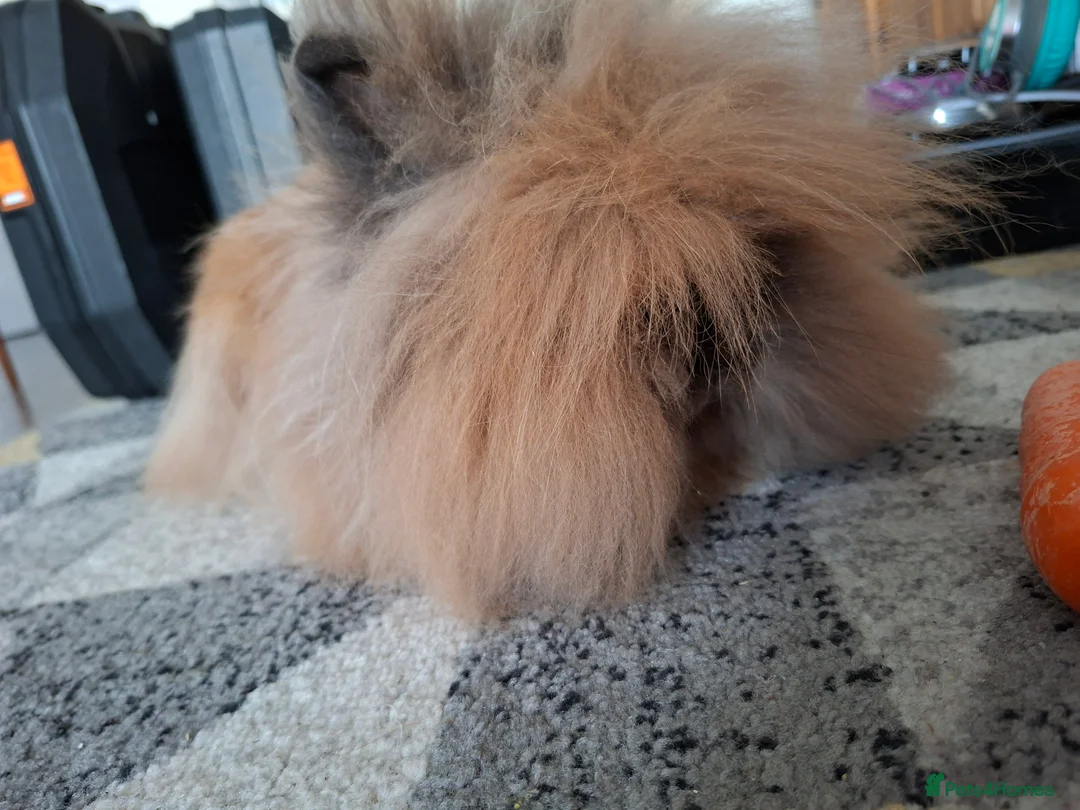 Lionhead rabbits for sale: Pedigree Double Mained Lionhead Un Neutured Male  - Advert 6