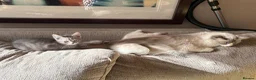 Mixed Breed cats for sale: Gorgeous Kittens *Ready Now* - Advert 14