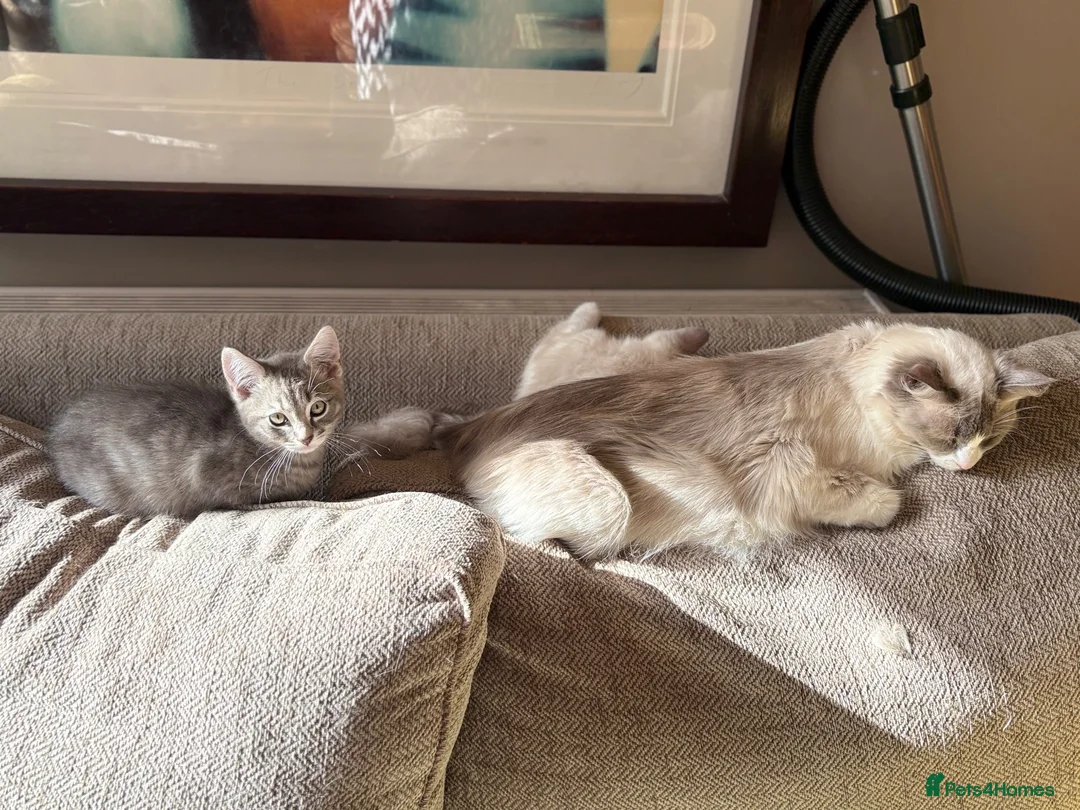 Mixed Breed cats for sale: Gorgeous Kittens *Ready Now* - Advert 14