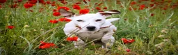 Jack Russell dogs for sale: KC Registered Smooth Jack Russell Terriers in Bordon - Advert 4