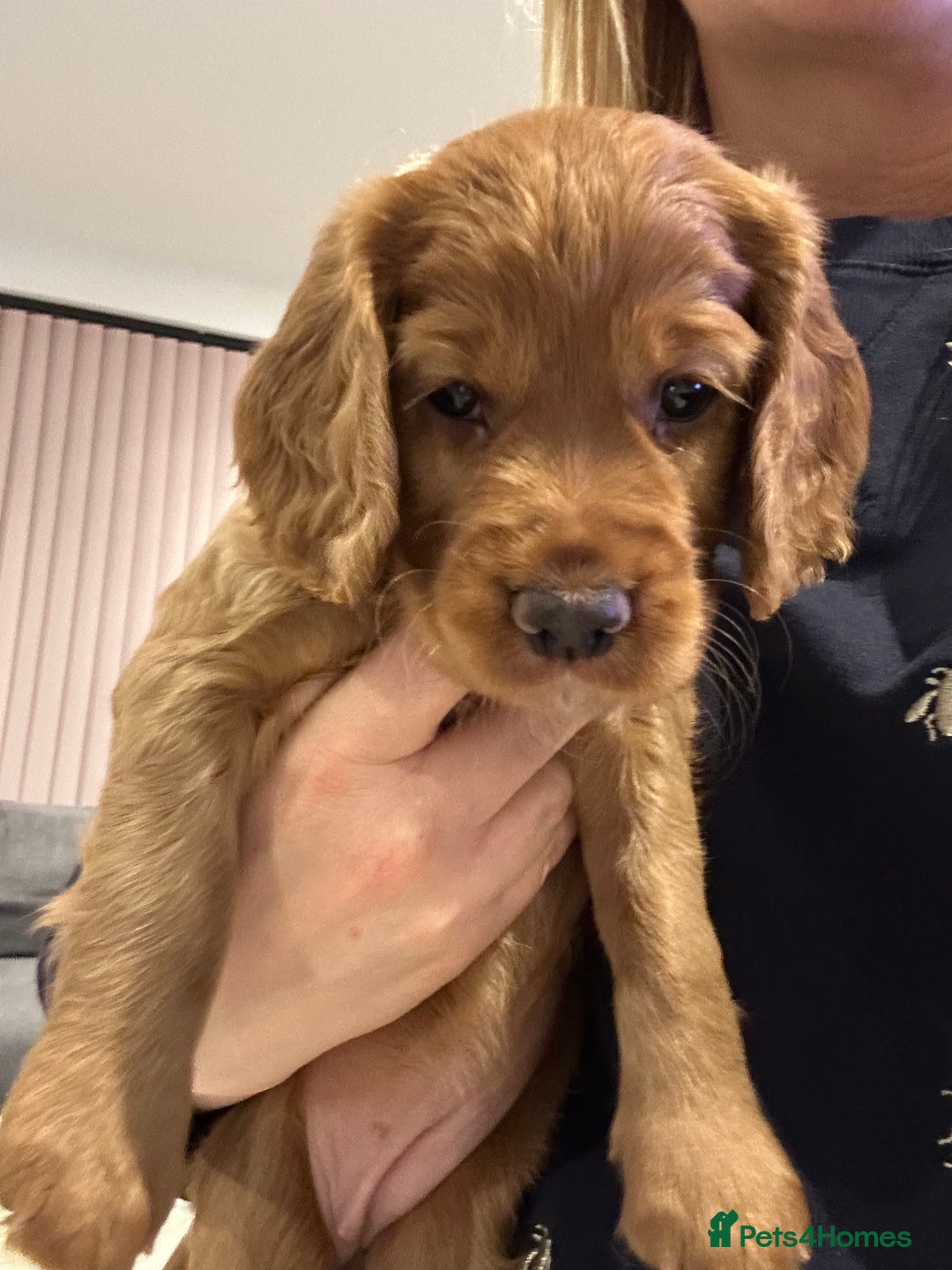 Cocker Spaniel dogs for sale: working cocker spaniel puppies - Advert 8