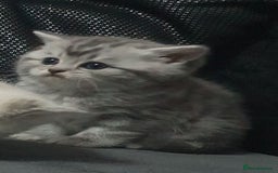 British Shorthair cats for sale: Beautiful kittens ready now  - Image 3