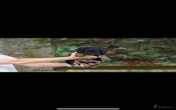 Bordoodle dogs for sale: GOLD STANDARD HIGH HEALTH COLLIPOO PUPPIES 🌟 - Image 17
