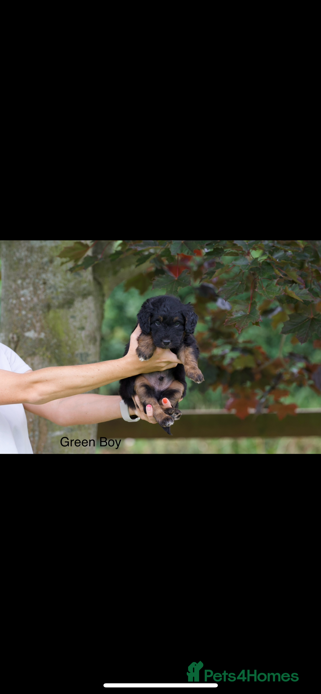 Bordoodle dogs for sale: GOLD STANDARD HIGH HEALTH COLLIPOO PUPPIES 🌟 - Image 17