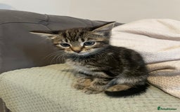 Mixed Breed cats for sale: Beautiful kitten  - Image 10