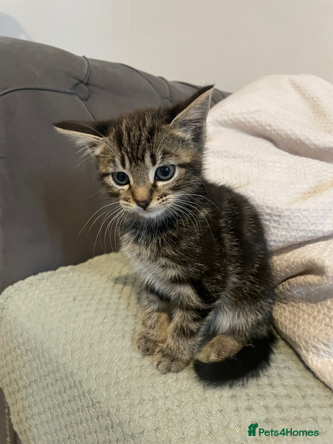 Mixed Breed cats for sale: Beautiful kitten  - Image 10
