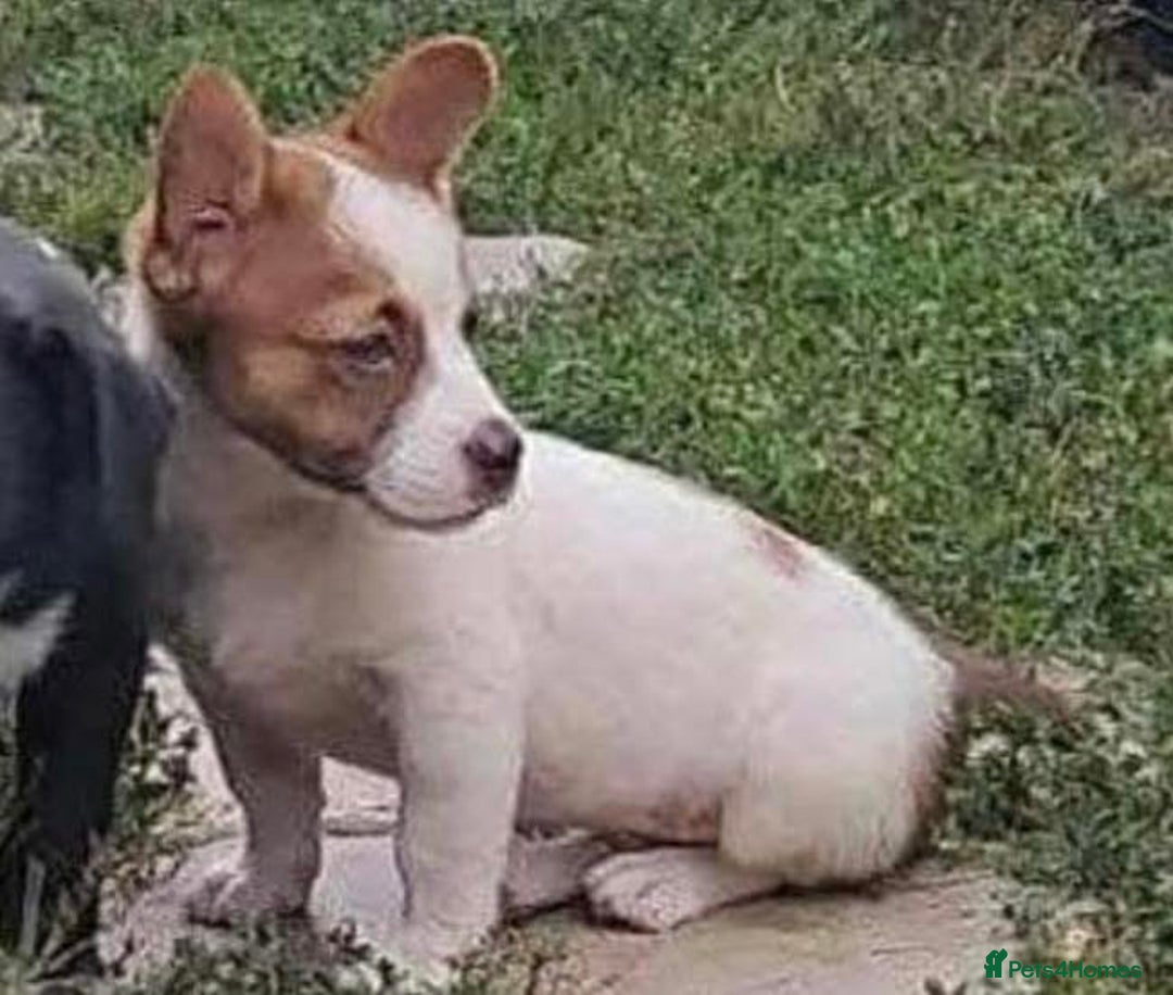 Mixed Breed dogs for adoption: 💕 Weetabix 💕 - Advert 3