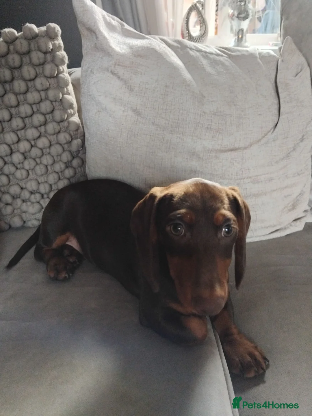 Dachshund dogs for sale: Puppies  - Advert 2