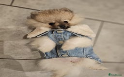 Pomeranian dogs for sale: Pomeranian for sale - Image 4