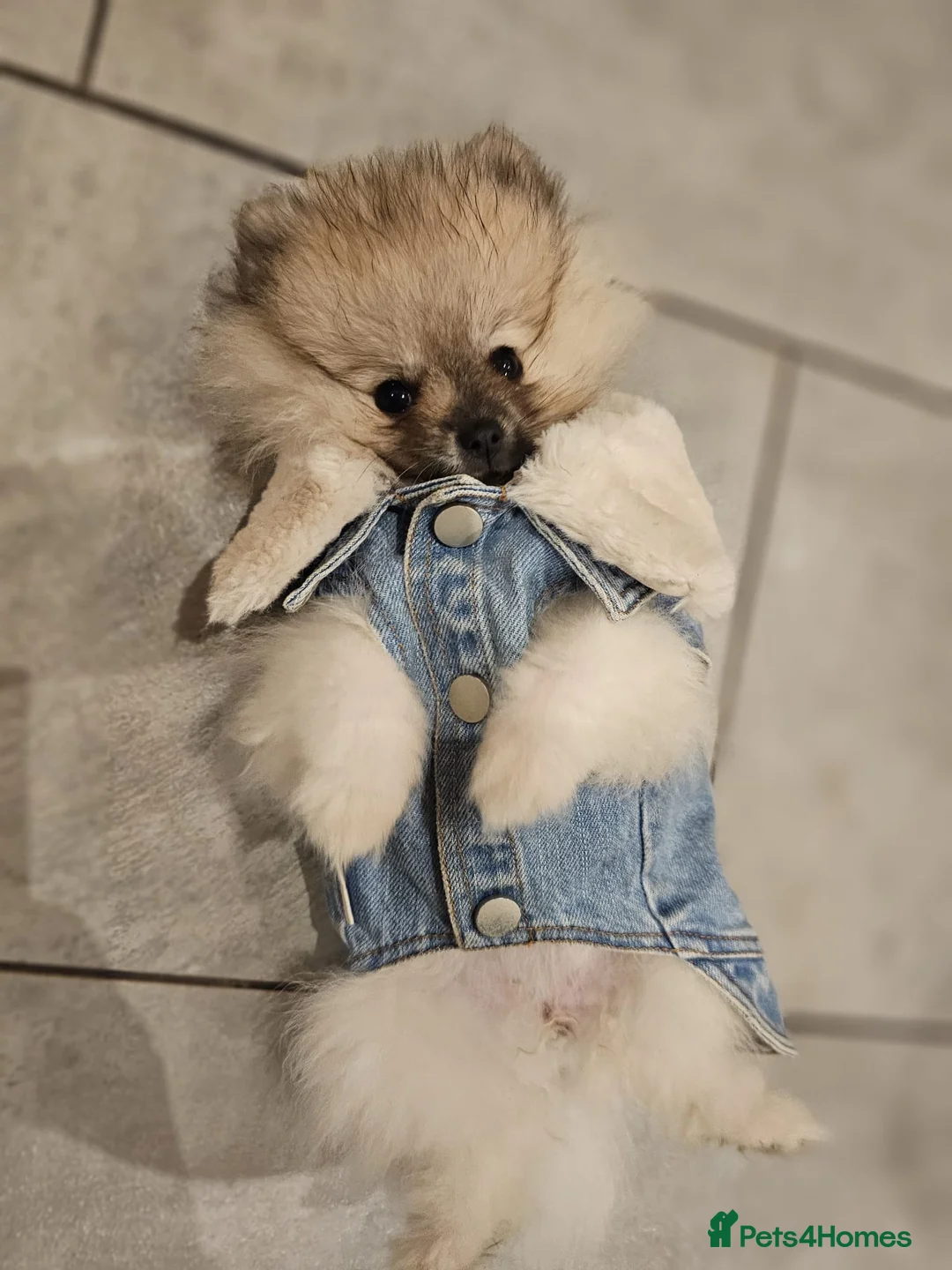 Pomeranian dogs for sale: Pomeranian for sale - Advert 4