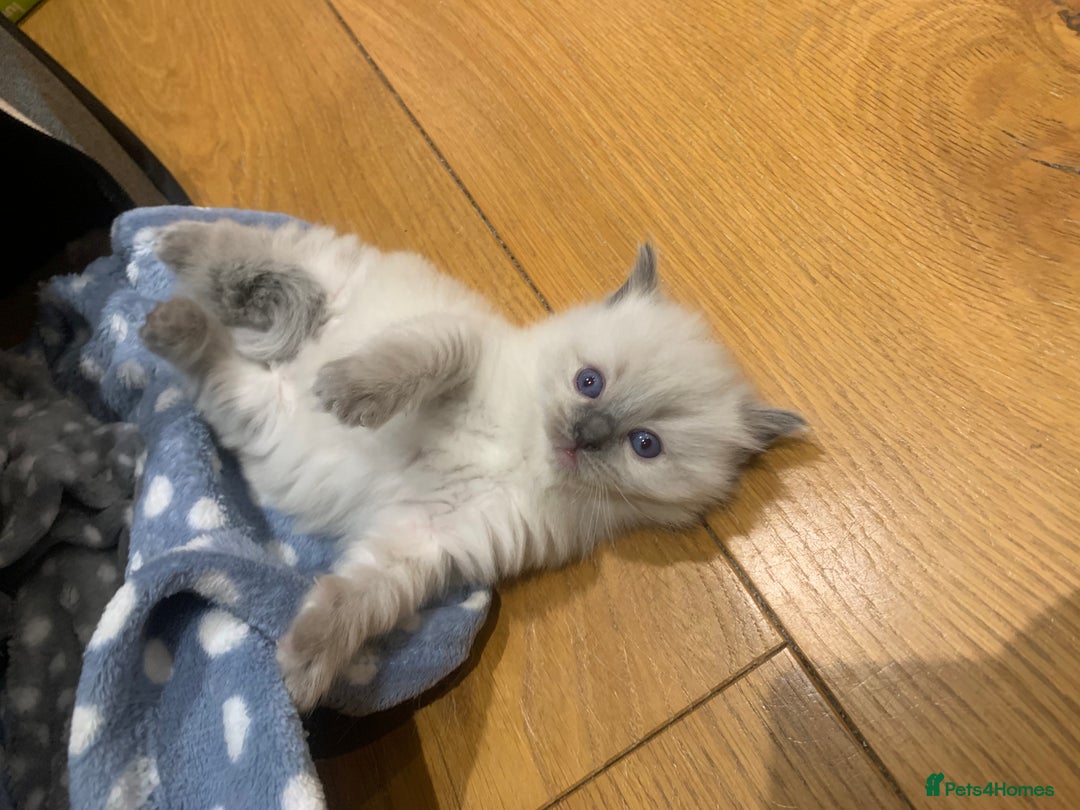 Ragdoll cats for sale: Beautiful Ragdoll kittens looking 4 loving home - Advert 11