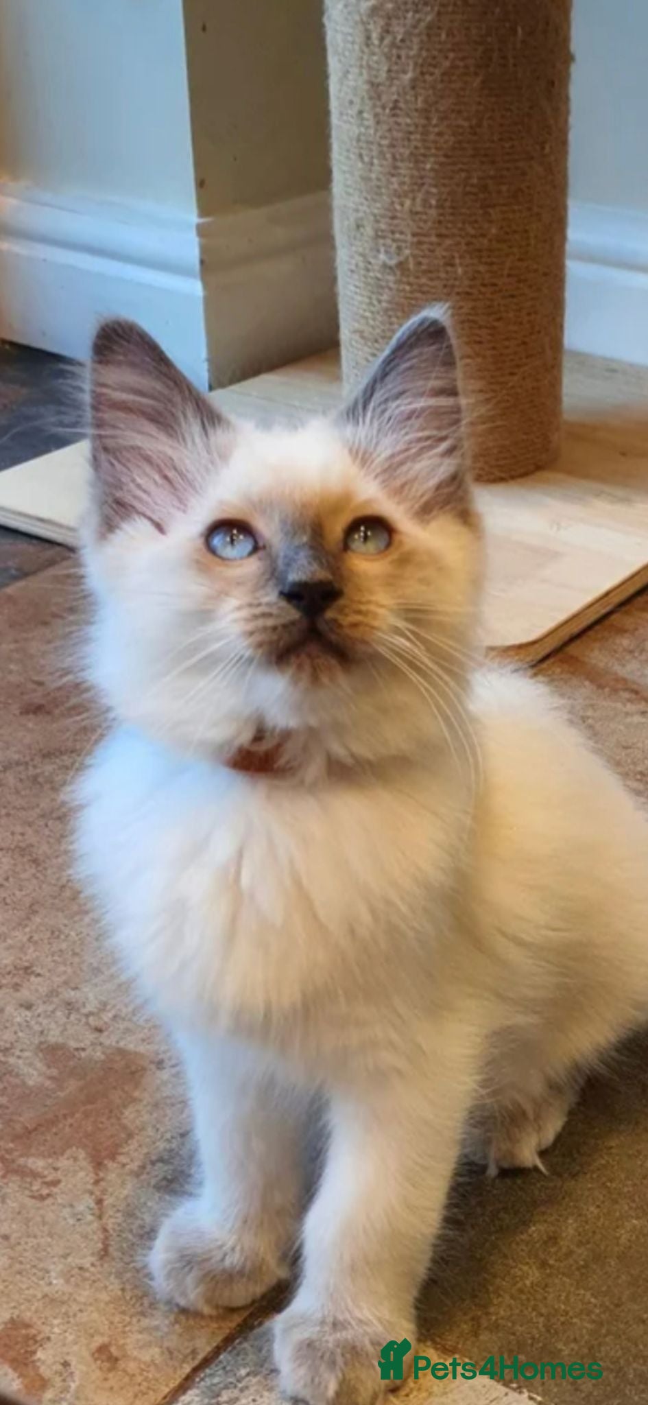 Ragdoll cats Blue point ragdoll kitten  - Advert 6