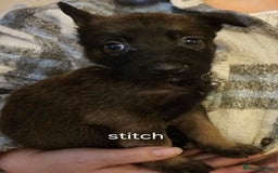 Belgian Shepherd Dog dogs for sale: Belgian malinois puppies  - Image 7