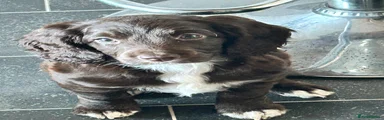 Cockapoo 4