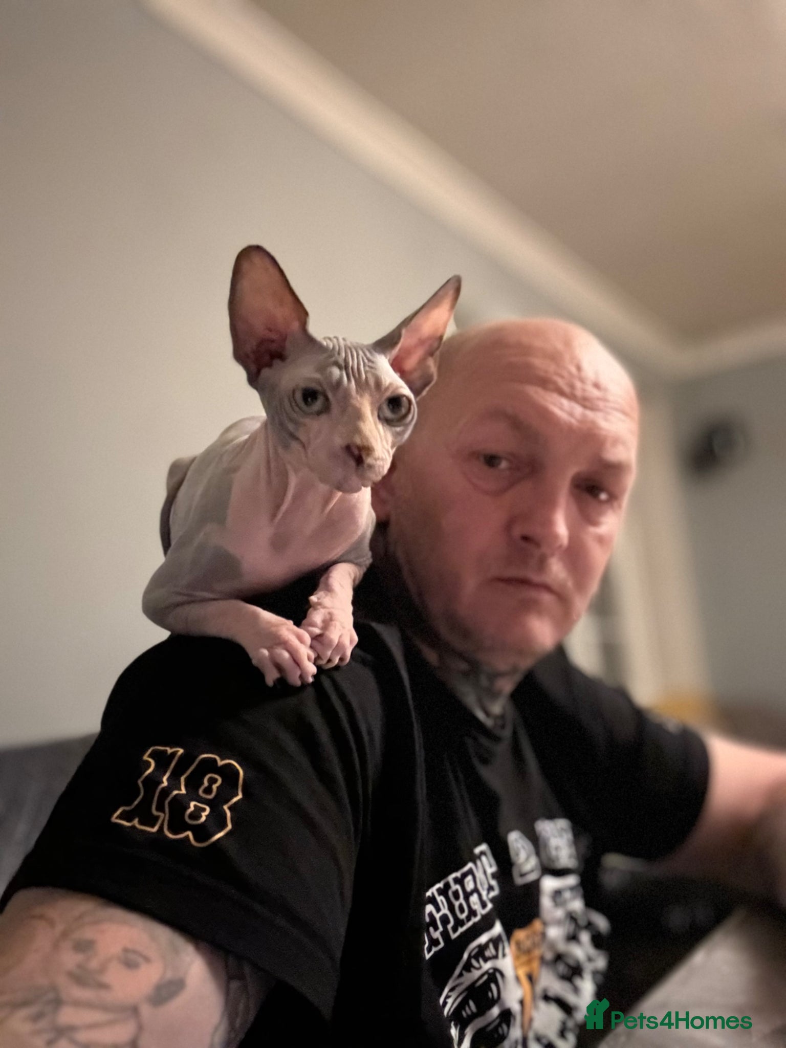 Sphynx cats Stunning Female Kitten Gabi  - Advert 2
