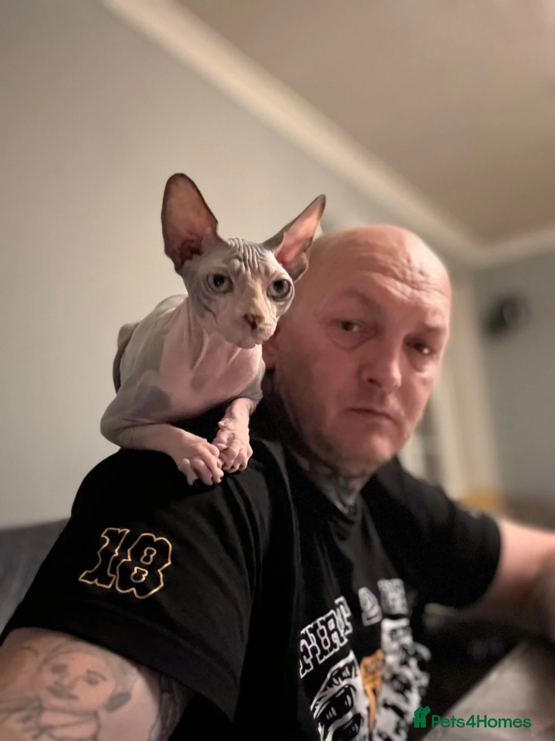 Sphynx cats for sale: Stunning Female Kitten Gabi  - Advert 1