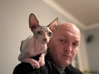 Sphynx cats Stunning Female Kitten Gabi - Advert 3