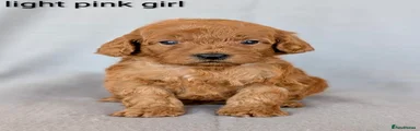 Cockapoo 5