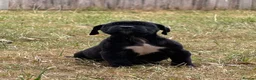 Presa Canario dogs for sale: World class presa canarios  - Advert 9