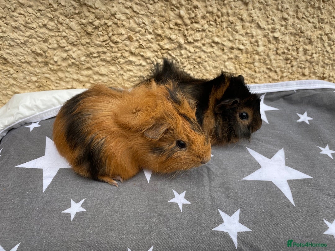 Guinea Pig rodents for sale: 2 girl pairs - Image 6