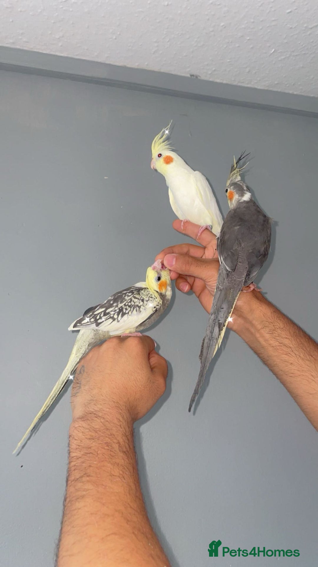 Cockatiels birds for sale: Cockatiels  - Advert 2