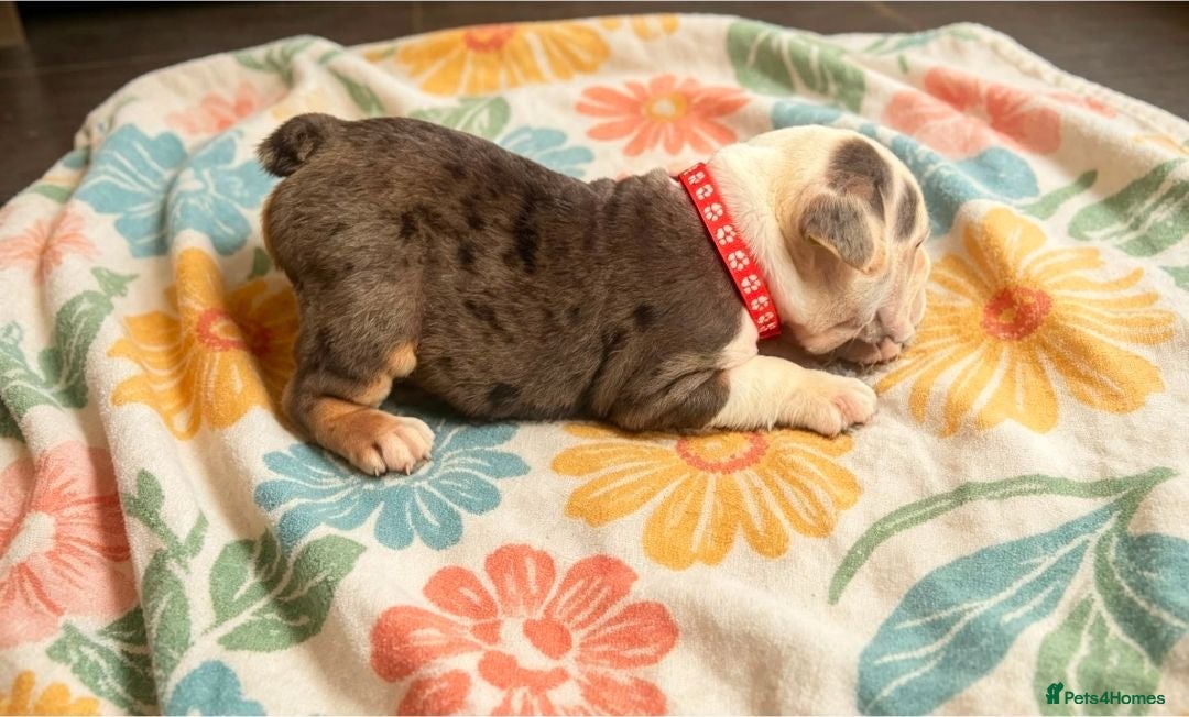 English Bulldog dogs Sad beginning to a beautiful ending - Advert 2