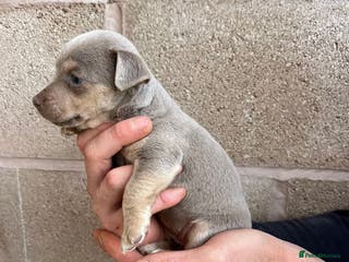 Jack Russell dogs Miniature Lilac jack Russells - Advert 10