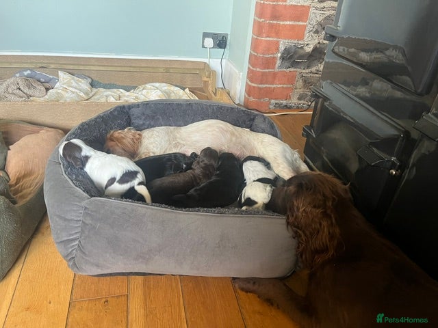 Sprocker dogs for sale: Healthy, lively Cocker Spaniel/Sprocker Puppies in Umberleigh - Advert 2