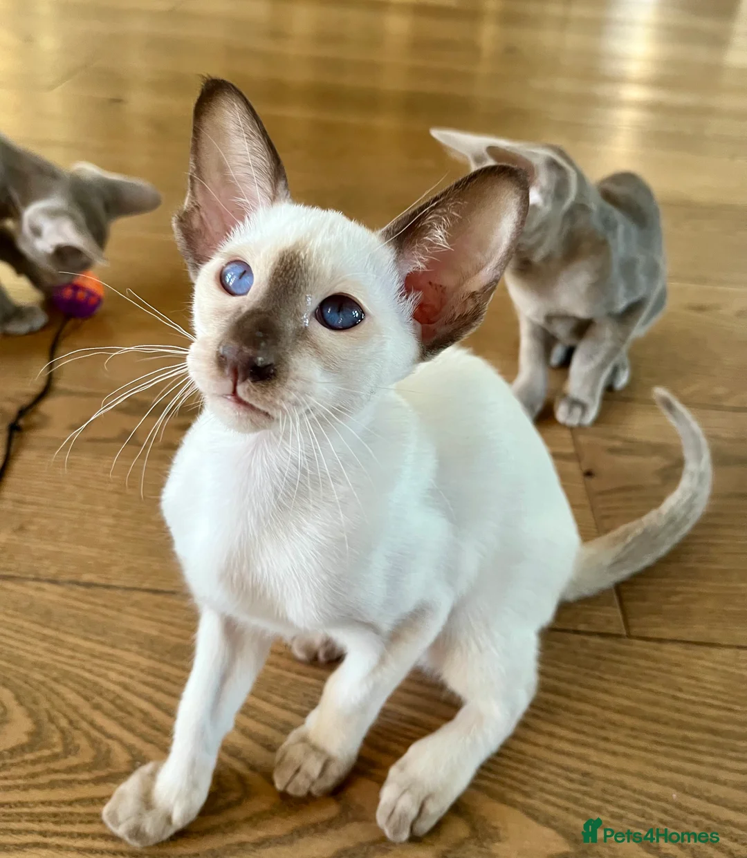Siamese cats for sale: Supreme Pedigree Siamese kittens GCCF registered  - Advert 8