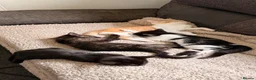 Mixed Breed cats for sale: Oriental x British Longhair Kittens - Advert 6