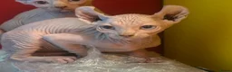 Sphynx cats for sale: Last unique split face girl with elf ears!💛 - Advert 28
