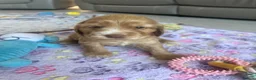 Cocker Spaniel dogs for sale: Fabulous show type KC reg health tested.   - Advert 9