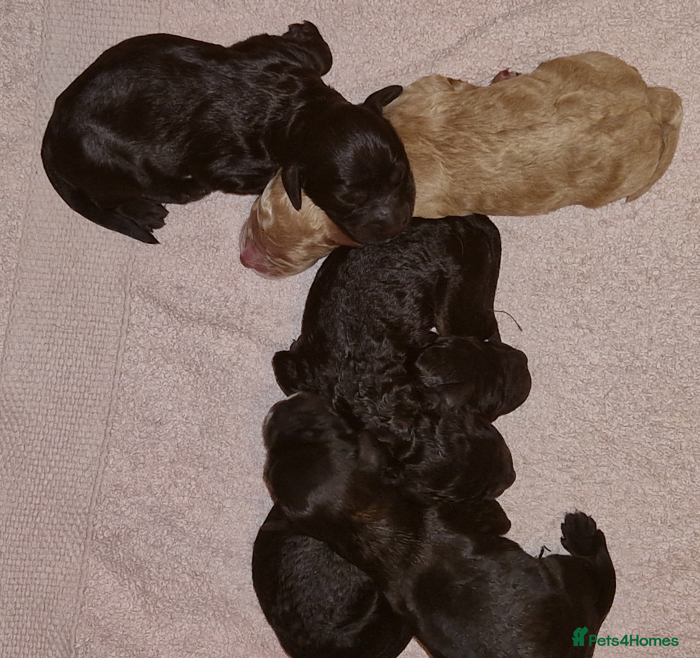 Cockapoo dogs Cockapoo puppies for sale - Advert 1