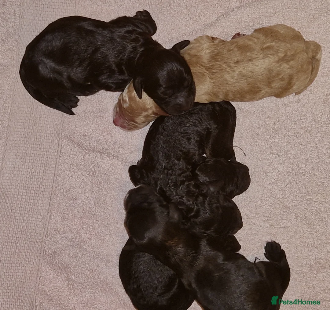 Cockapoo dogs for sale: Cockapoo puppies for sale - Advert 1