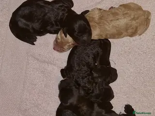 Cockapoo dogs Cockapoo puppies for sale - Advert 6