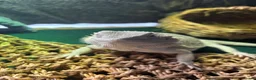 Bearded Dragon reptiles for sale: Zero Morph (RARE) Bearded Dragon in Ossett - Advert 3