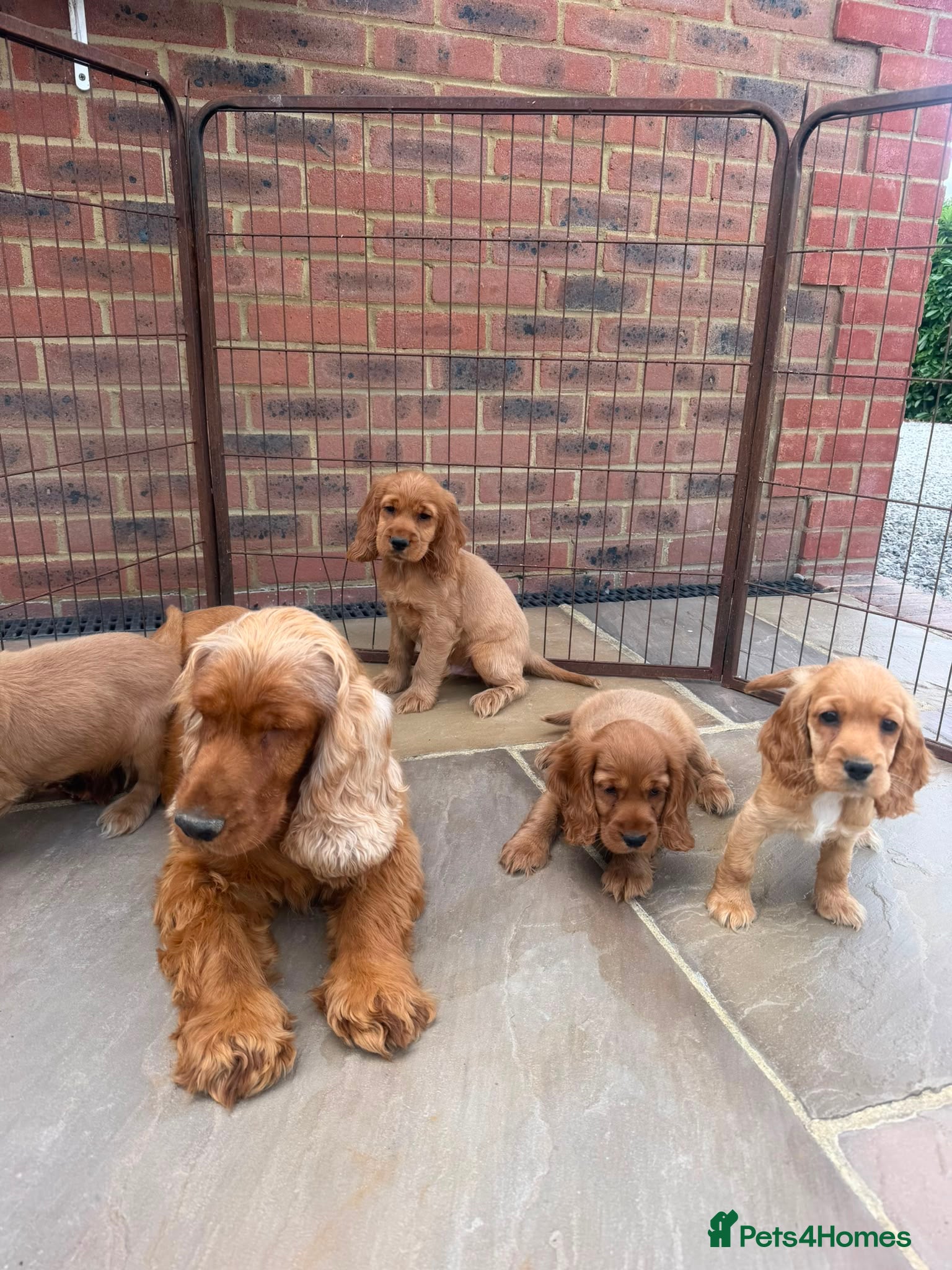 Cocker Spaniel dogs GoldenSHOW Type Cocker SPANIEL  - Advert 1