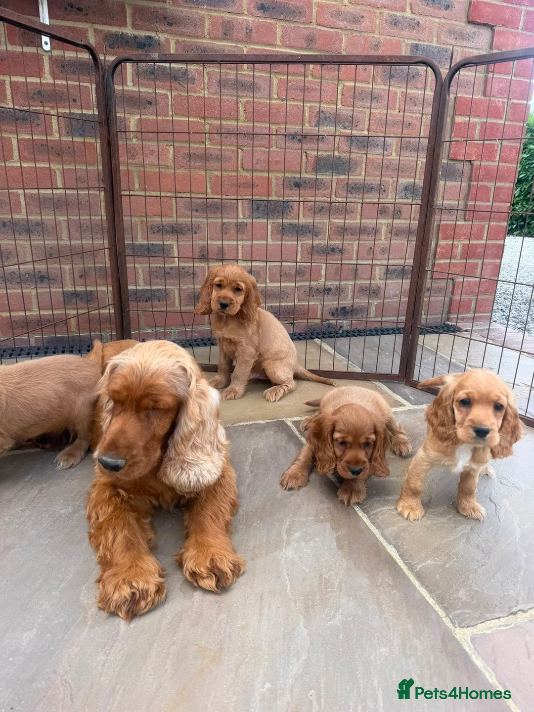 Cocker Spaniel dogs for sale: GoldenSHOW Type Cocker SPANIEL  in Iver - Advert 1
