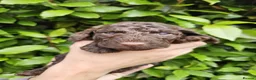 Cockapoo dogs for sale: Last stunning f2b Chocolate cockapoo boy - Advert 19