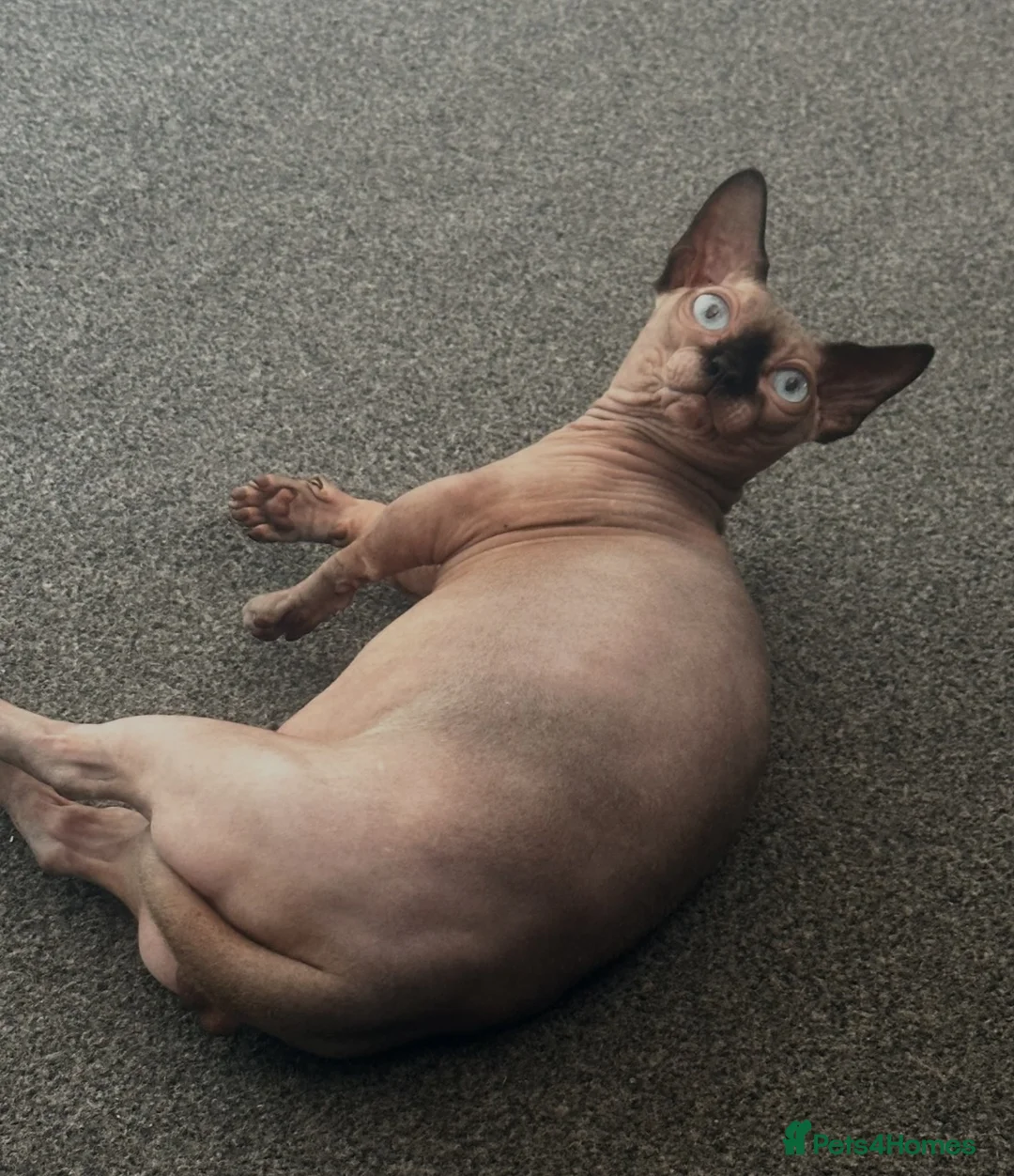 Sphynx cats for stud: 🐾 CHOCOLATE POINT BAMBINO STUD AVAILABLE 🐾 - Advert 2