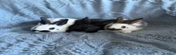Harlequin rabbits for sale: English spot buck & harlequins  - Advert 2