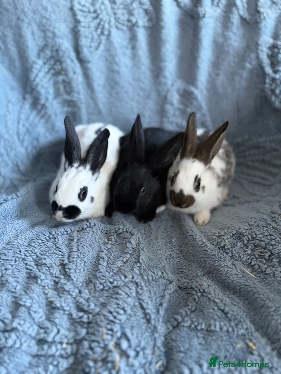 Harlequin rabbits for sale: English spot buck & harlequins  - Advert 2