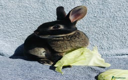 Rex rabbits for sale: Black Otter Mini Rex Buck in Droitwich - Image 2