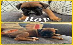 Boxer dogs for sale: Beautiful boxer pups for sale - Image 2