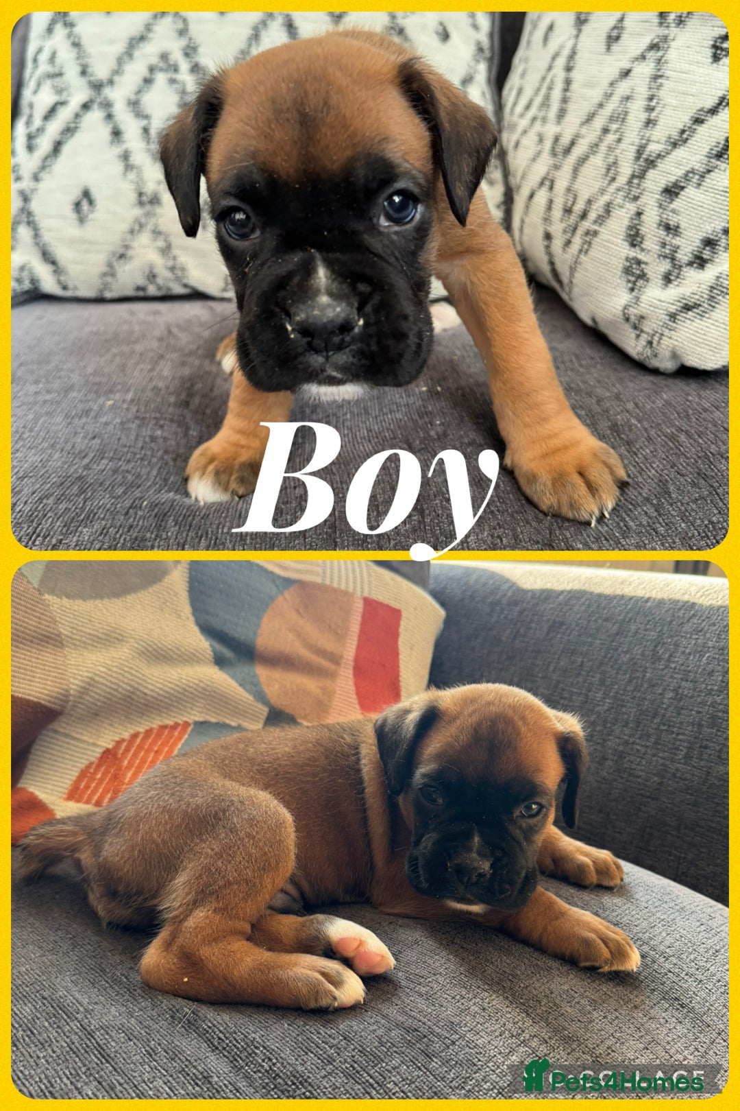 Boxer dogs for sale: Beautiful boxer pups for sale - Image 2