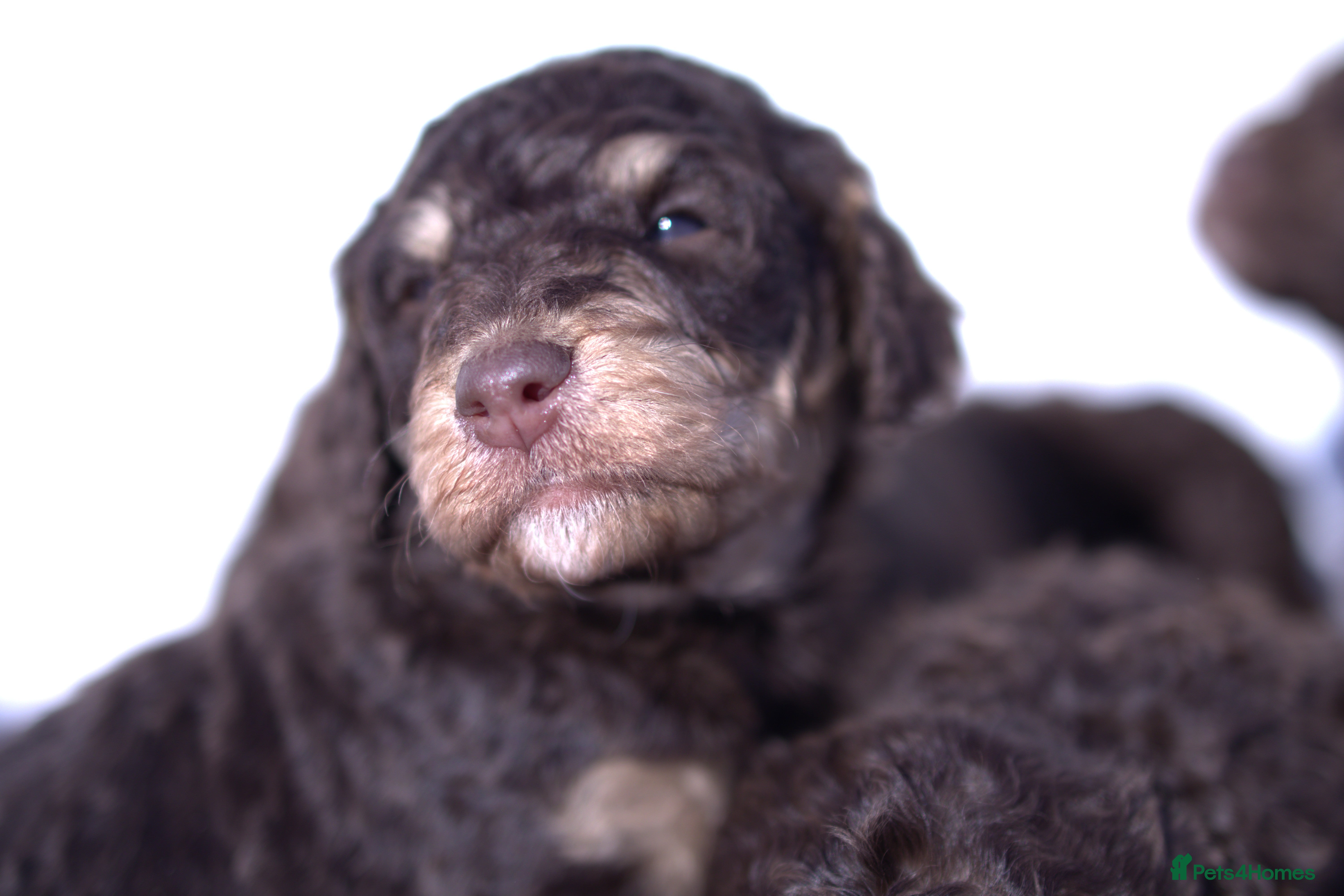 Labradoodle dogs BOTH parents DNA screened with HIP & ELBOW scores - Advert 3