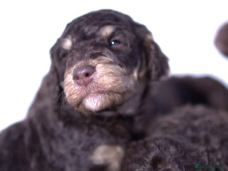 Labradoodle dogs BOTH parents DNA screened with HIP & ELBOW scores - Advert 1