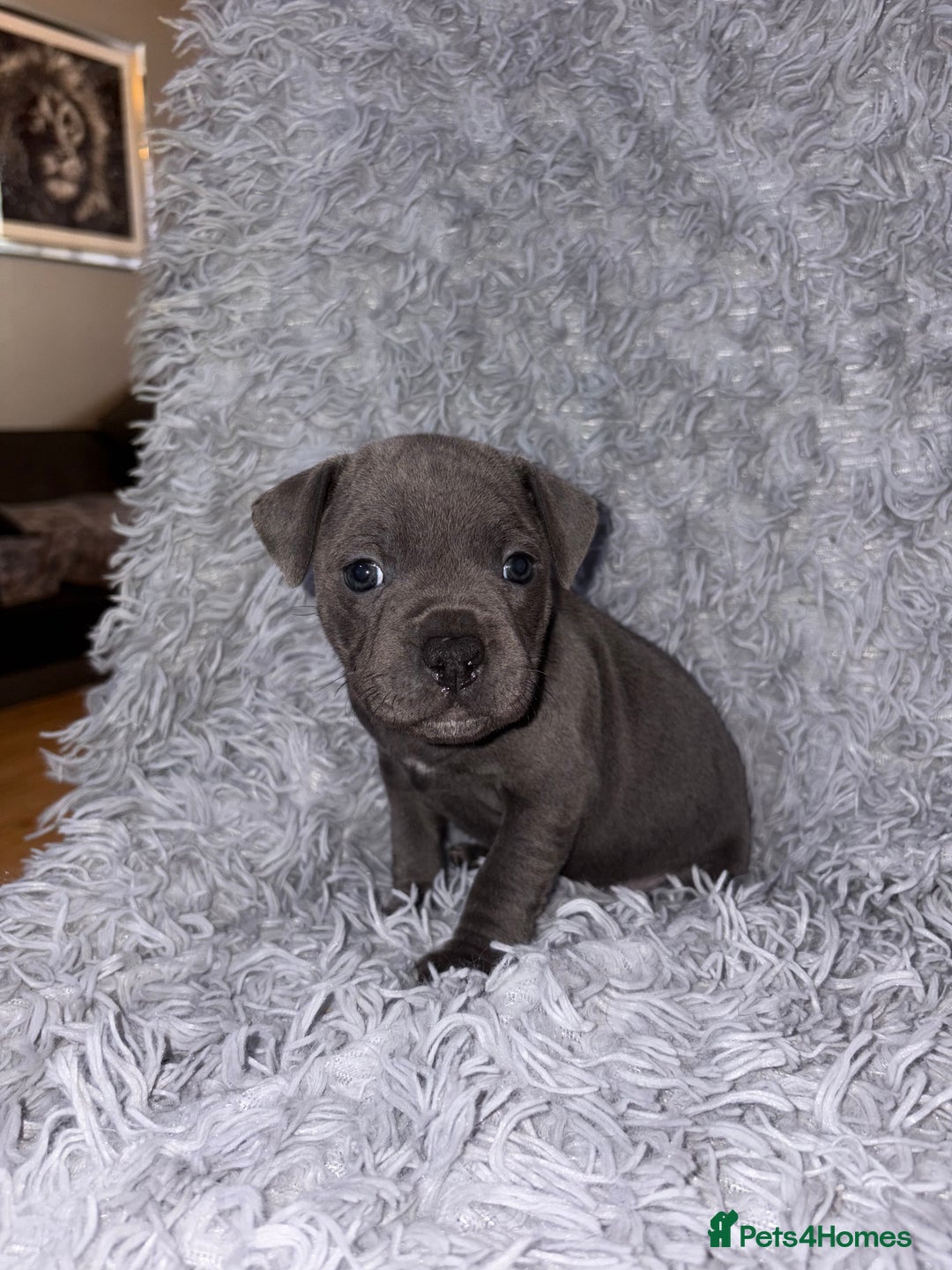 Staffordshire Bull Terrier dogs for sale: 6 Stunning Blue Staffordshire Bull Terrier pups 💙 - Advert 8