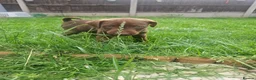 Patterdale Terrier dogs for sale: Chocolate Patterdale Terriers - Advert 13