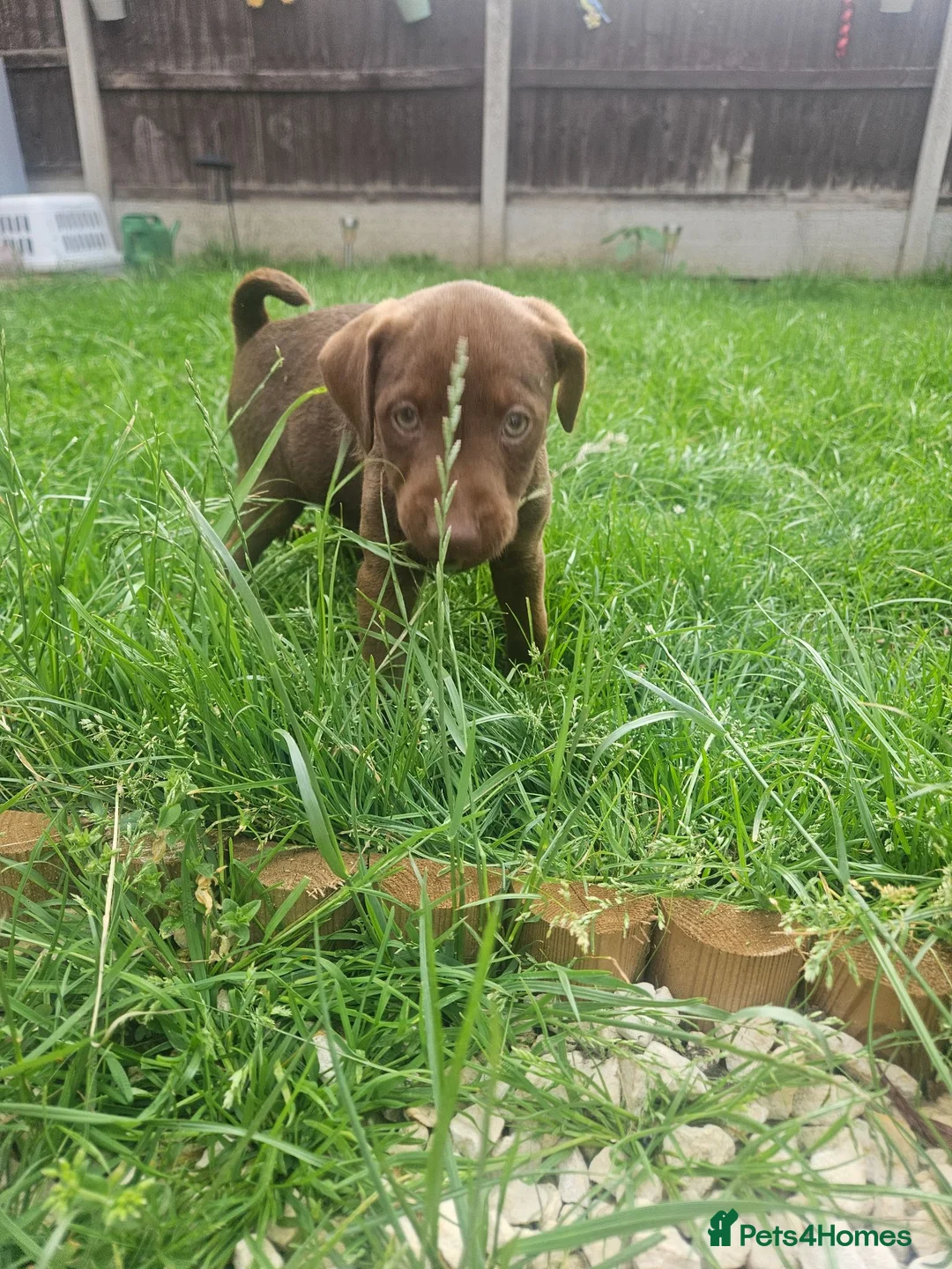 Patterdale Terrier dogs for sale: Chocolate Patterdale Terriers - Advert 13